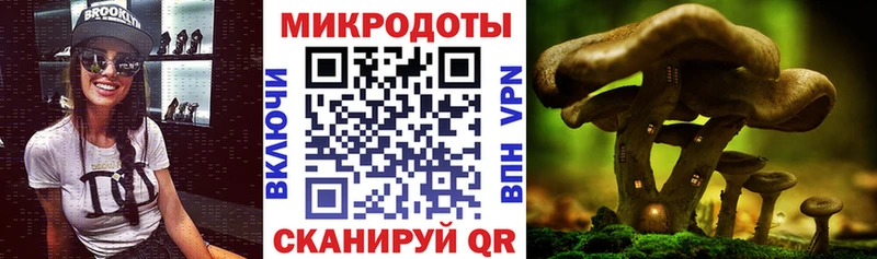 сколько стоит  Нея  Псилоцибиновые грибы Psilocybe 
